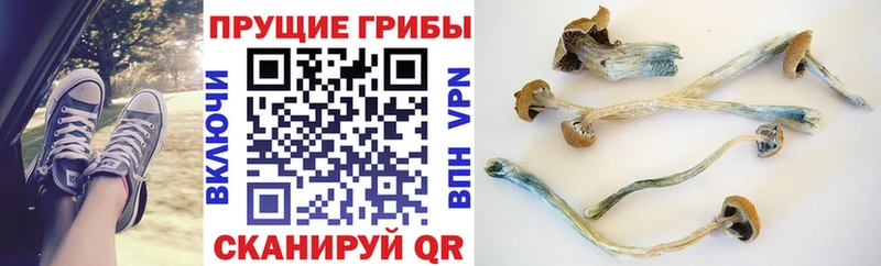 мега вход  Камбарка  Псилоцибиновые грибы Magic Shrooms 